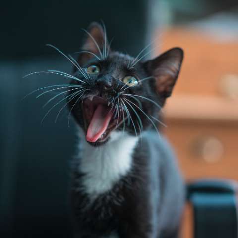 A Roar, a Chirp, and a Meow – A Comparison of Cat Vocalizations - Happy Little Kitty