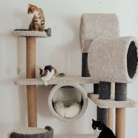 Cat Trees - The Purrfect Addition to Any Home - Happy Little Kitty