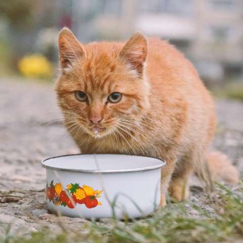 Choosing the Purrrfect Cat Food Bowl - Happy Little Kitty