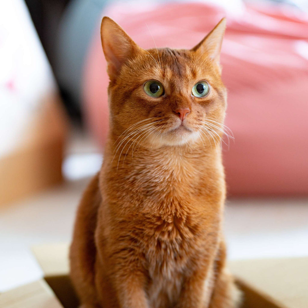 Finding the Purr-fect Name: Creative Suggestions for Your Orange Tabby Cat