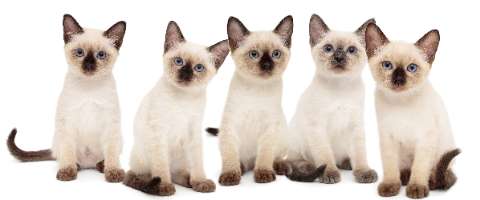 Purr-fectly Unique: Naming Your Siamese Cat