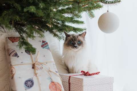 Unwrap Joy The Purr-fect Cat-Themed Gift Wrap for Every Occasion