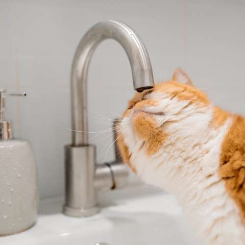 Why You Should Get a Cat Water Fountain - Happy Little Kitty