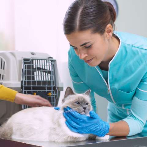 Why Your Furry Friend Needs an Annual Vet Checkup - Happy Little Kitty