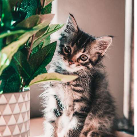 Beware! Plants That Are Poisonous to Cats - Happy Little Kitty