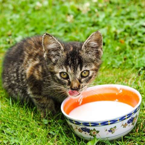 Can Cats Drink Milk? - Happy Little Kitty