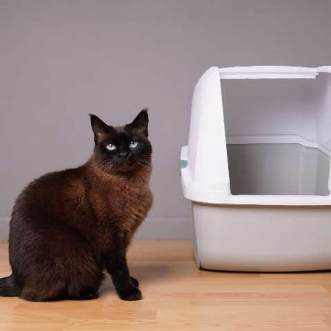Clumping or Non-clumping Cat Litter? What to Consider - Happy Little Kitty