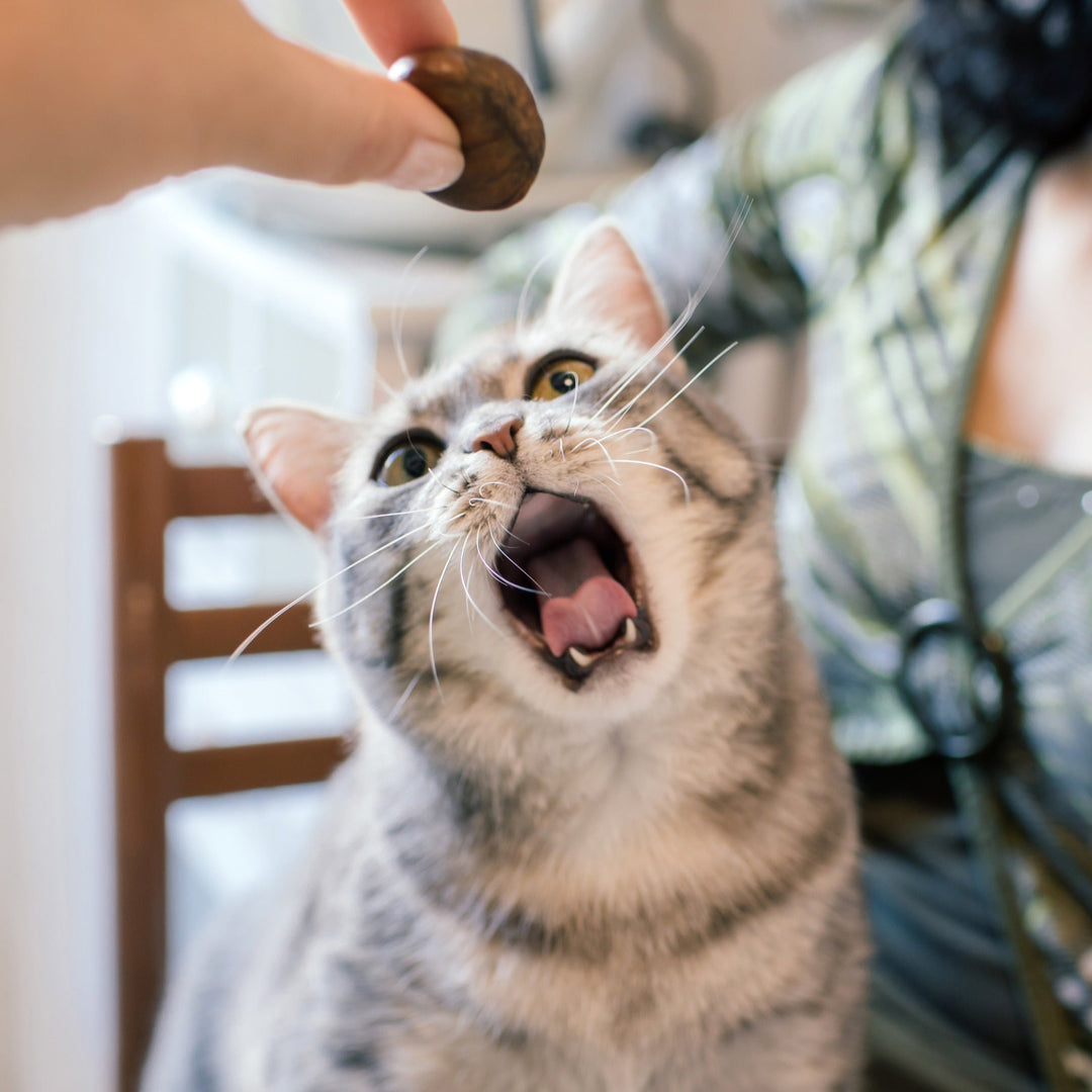 Don't Feed Your Cat These Foods! - Happy Little Kitty