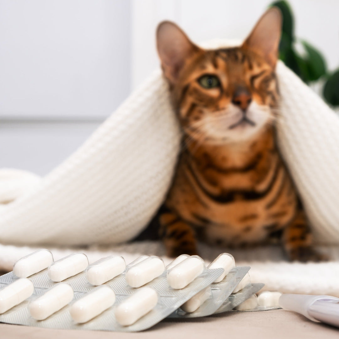 Giving Your Cat Medicine, Easier Than You Think! - Happy Little Kitty