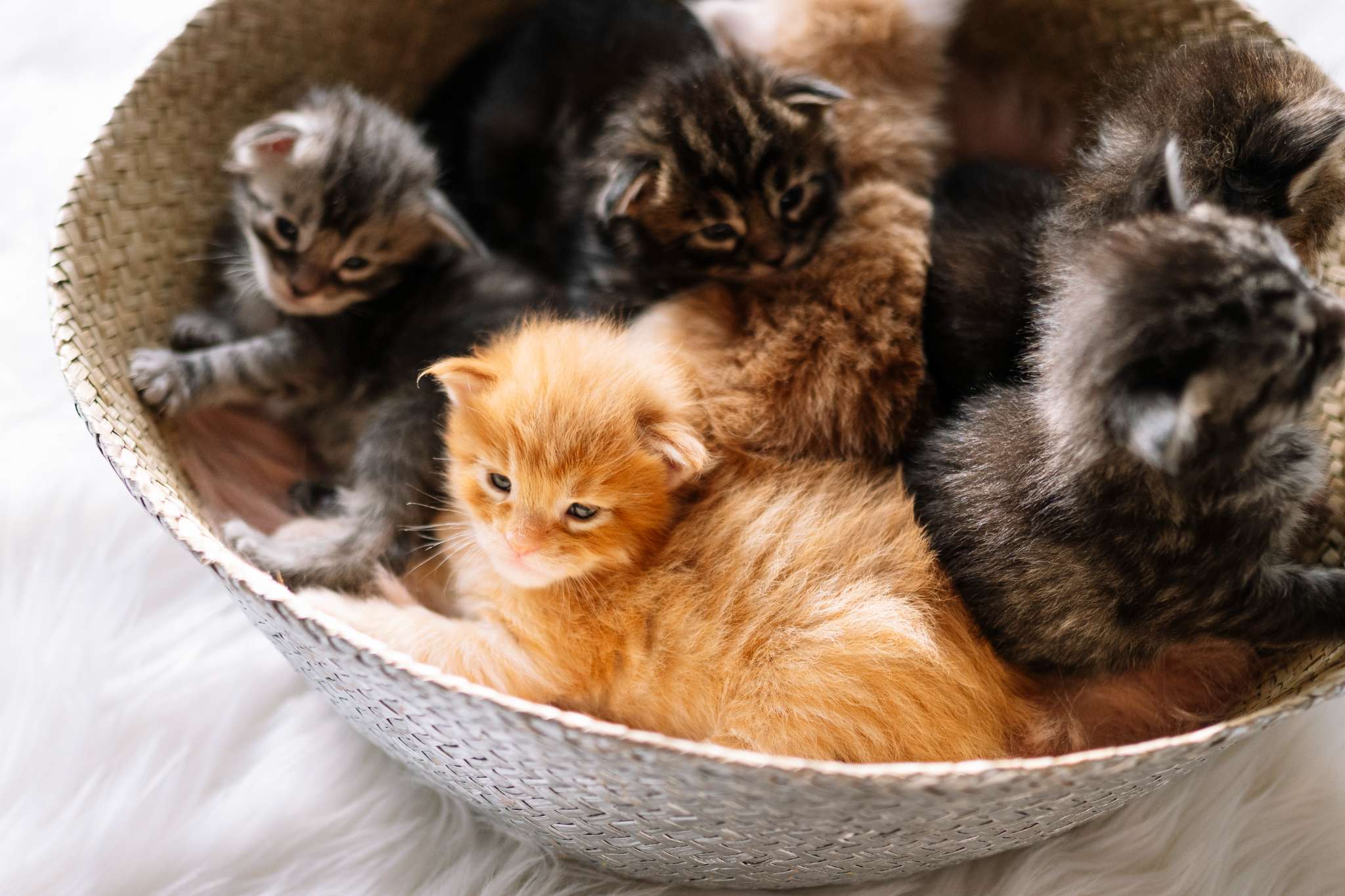 How to Decide Whether To Have More Than One Cat – Happy Little Kitty