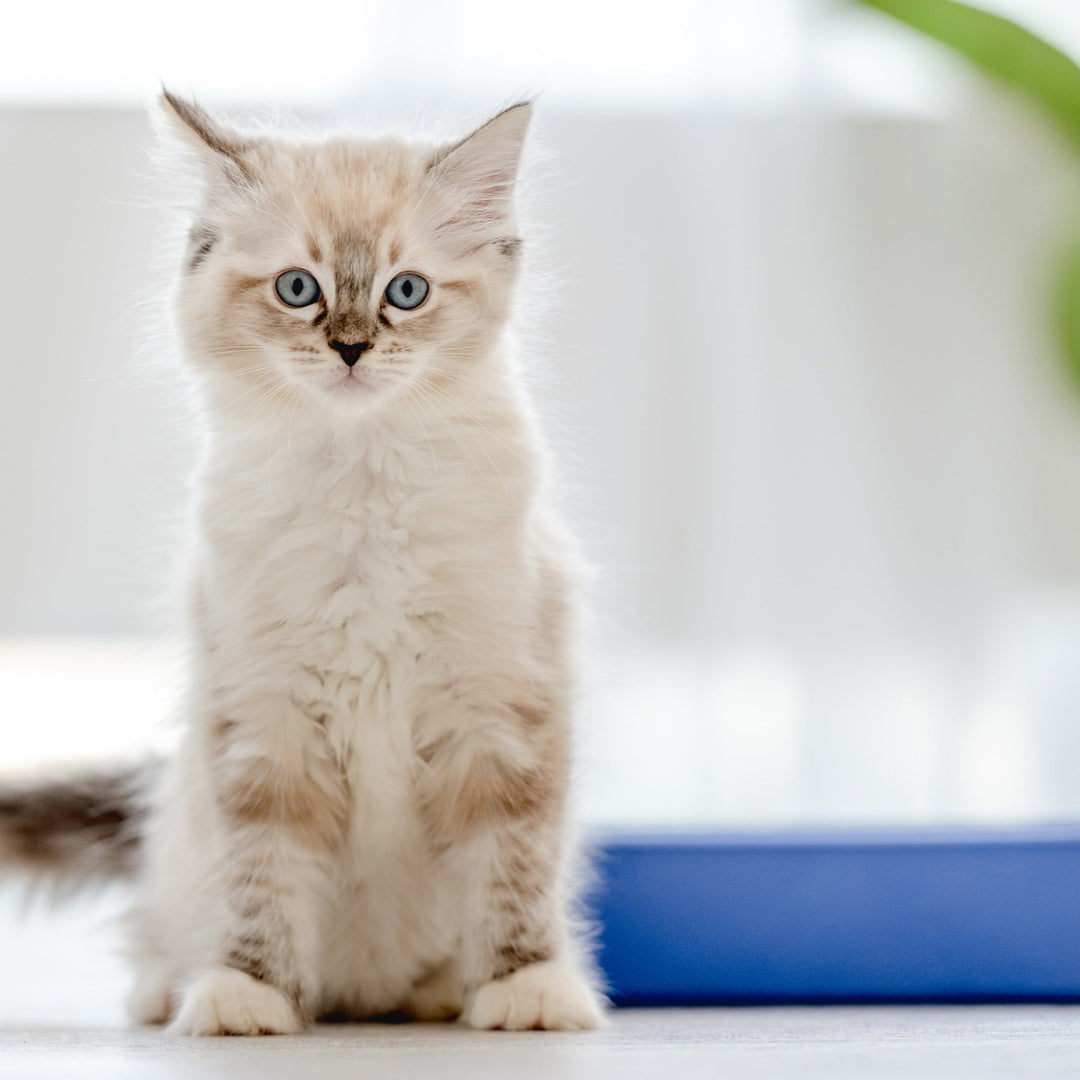 How to Get Pet Urine Stains Out of Your Carpet - Happy Little Kitty