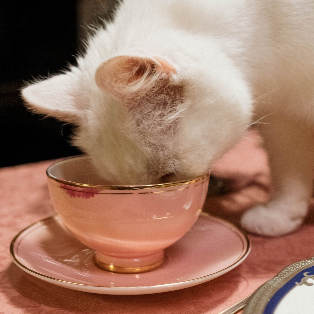 How to Make the Switch to a New Cat Food - Happy Little Kitty