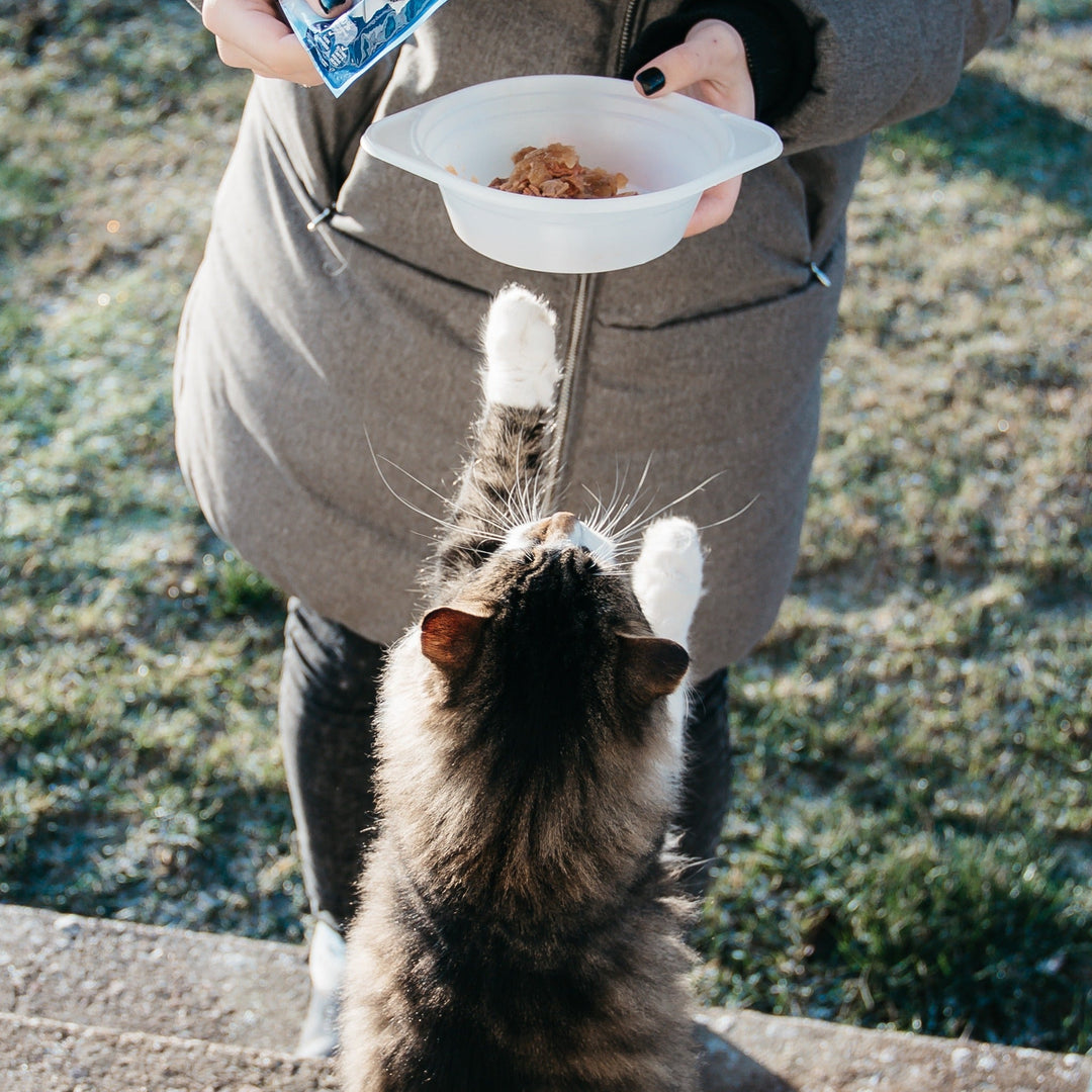 How to Successfully Transition Your Cat's Food - Happy Little Kitty