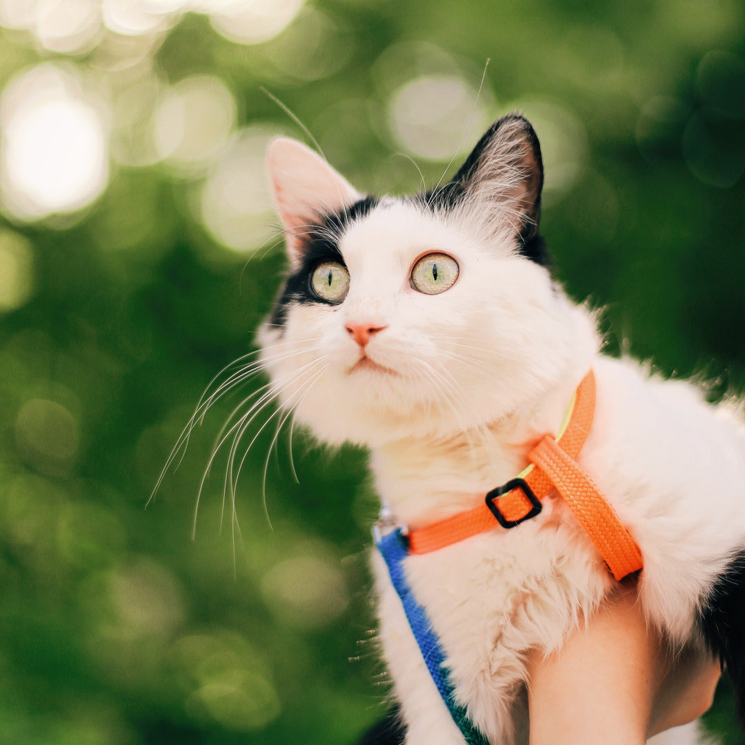 How to Train Your Cat to Use a Harness - Happy Little Kitty
