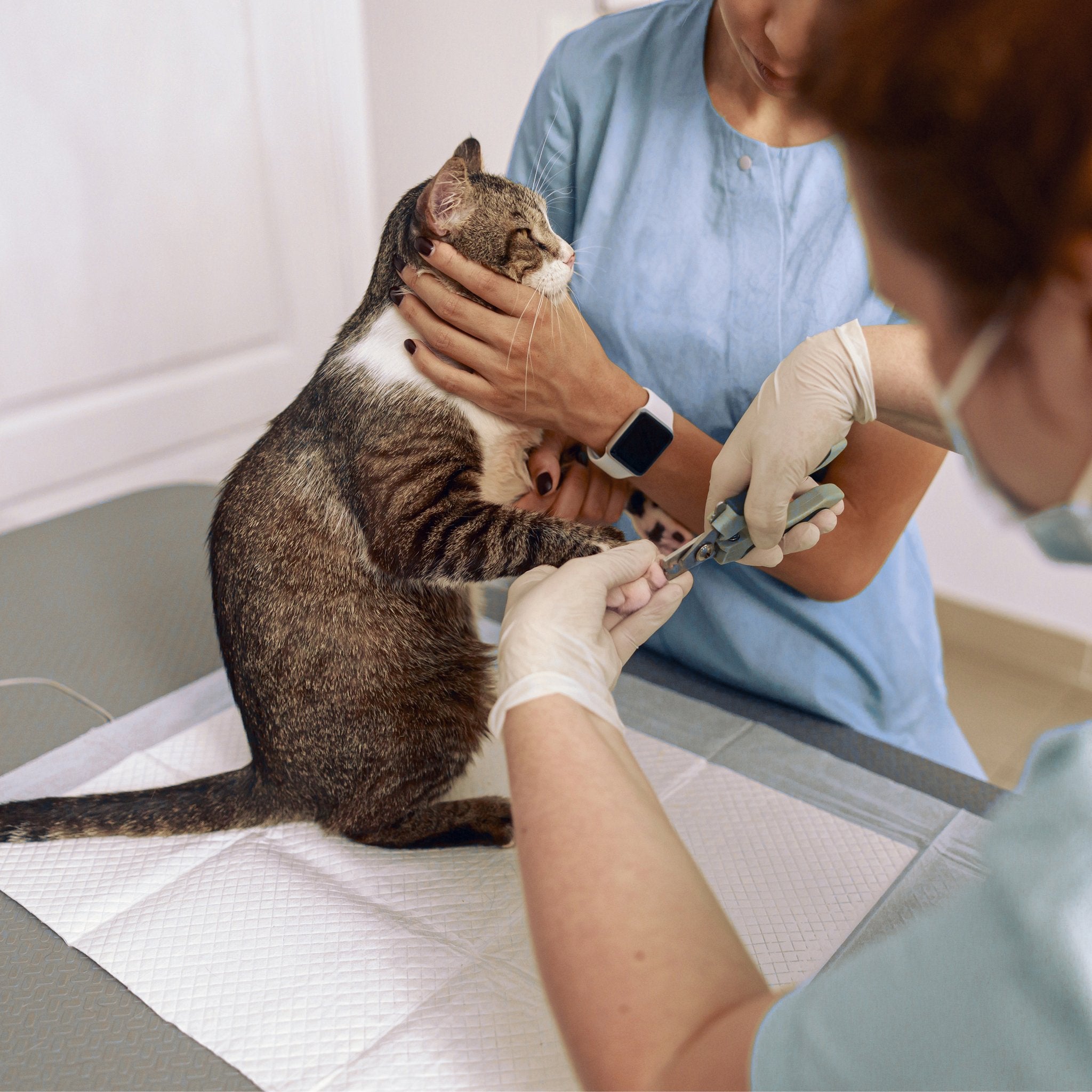 Photo inspiration: Summer Cat Claw Removal For Cats Reference: How To Trim Your Cat S Claws With Ease
