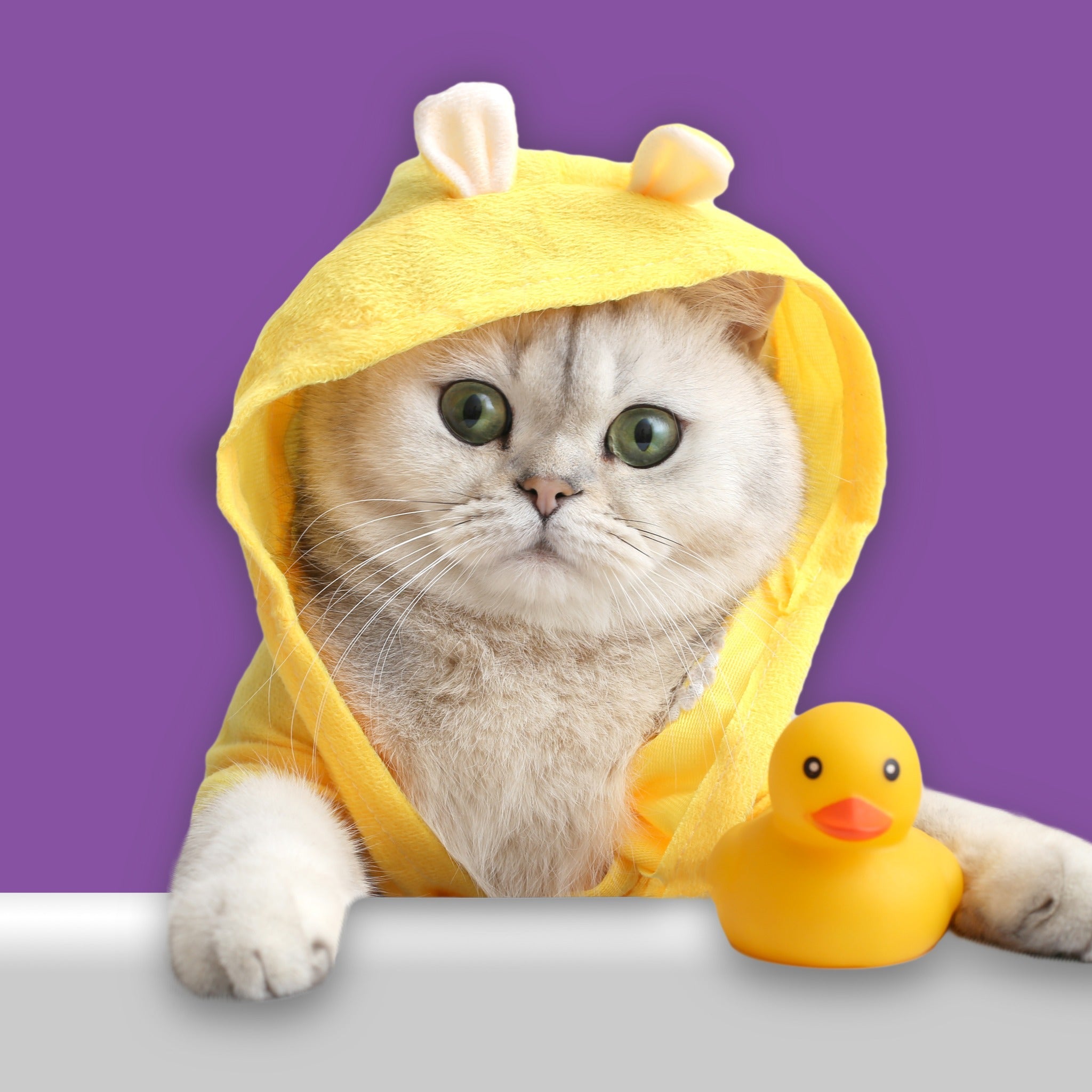 Is Human Shampoo Safe for Cats? Happy Little Kitty