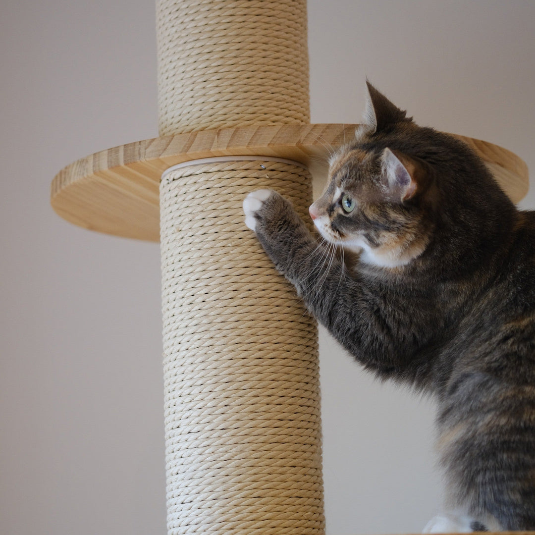 Keep Your Cat from Scratching the Furniture: 4 Tips for a Peaceful Home - Happy Little Kitty