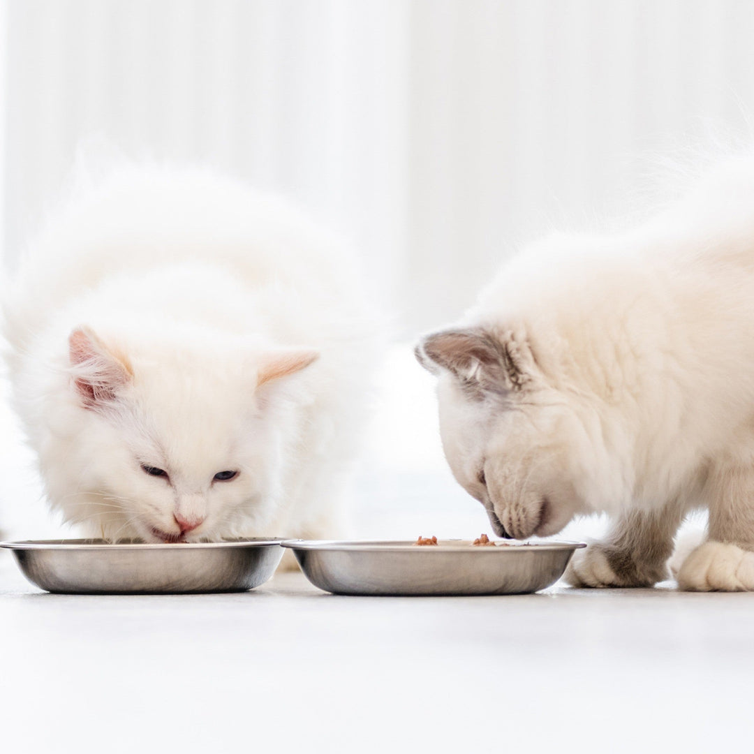 Keep Your Furry Friend Safe by Avoiding These Foods - Happy Little Kitty