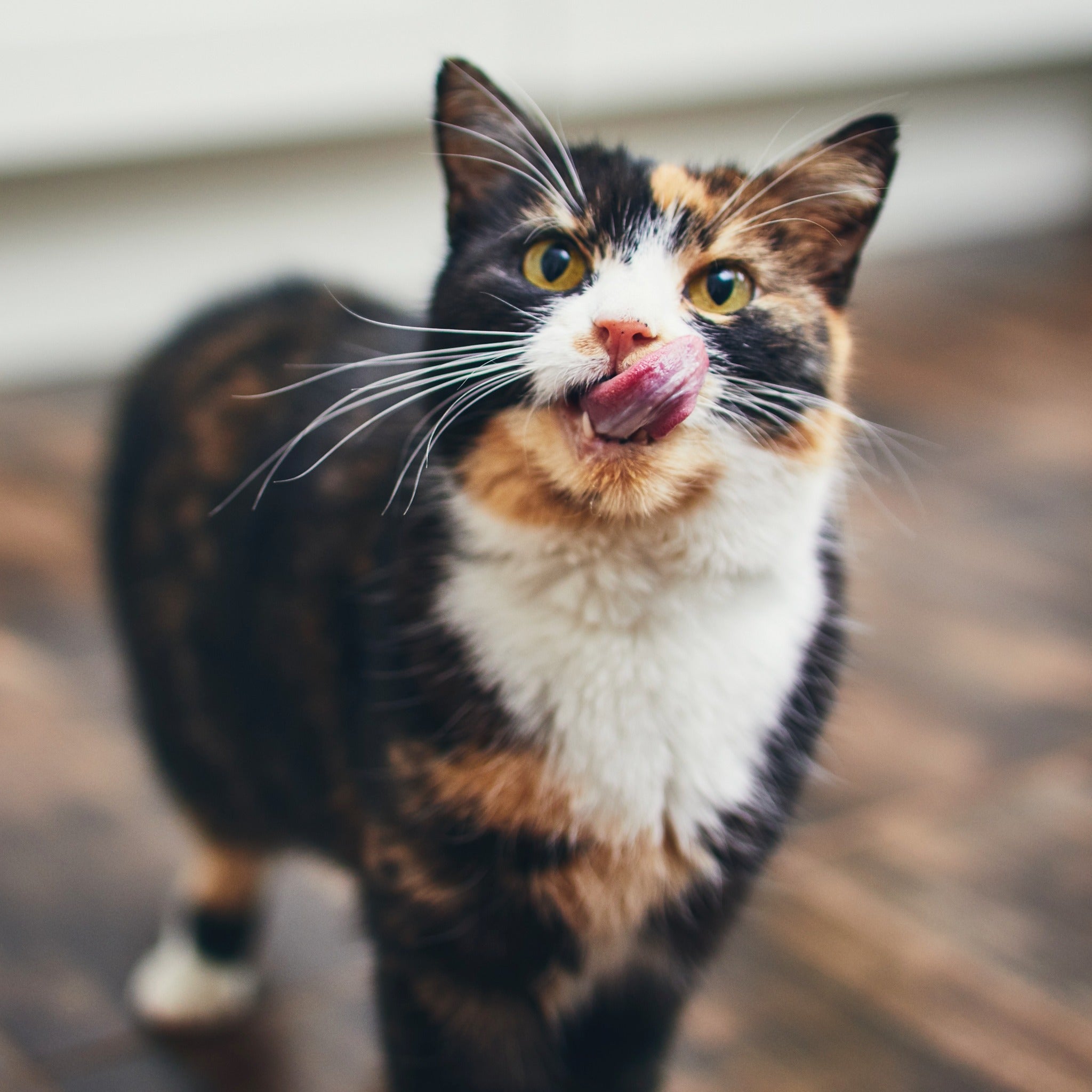 Should cats always have food clearance available