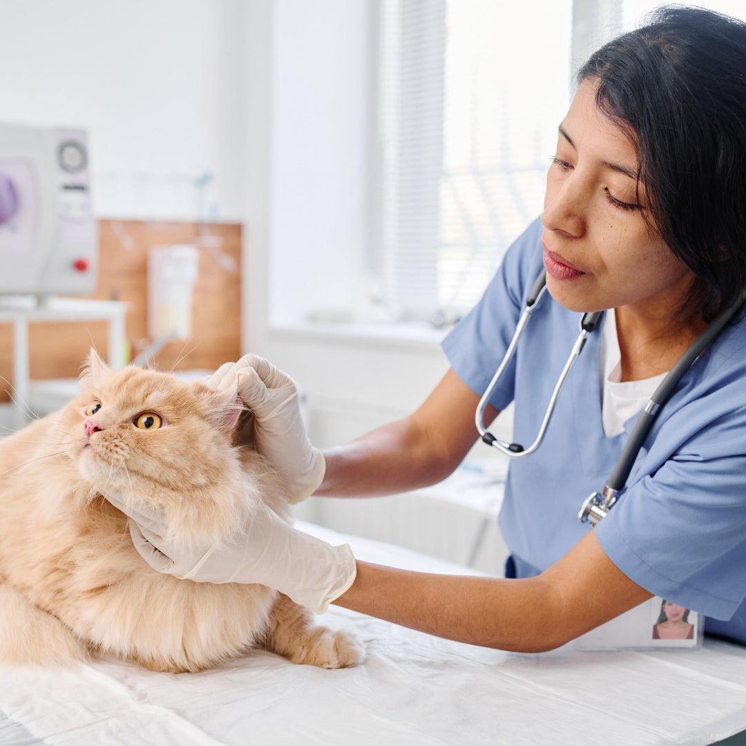 The Benefits of Annual Vet Visits for Your Furry Friend - Happy Little Kitty
