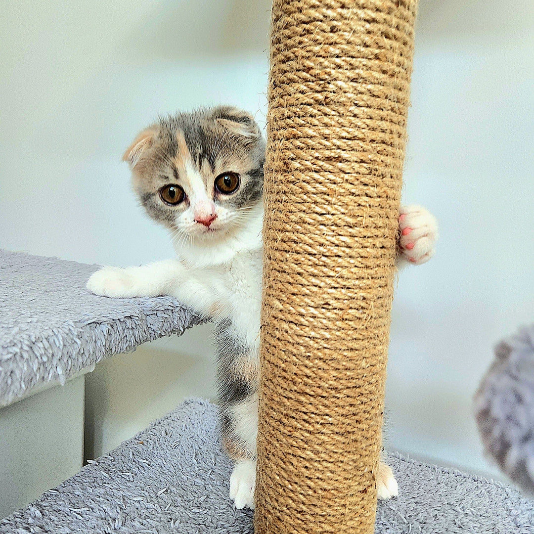 The Benefits of Cat Trees - Happy Little Kitty