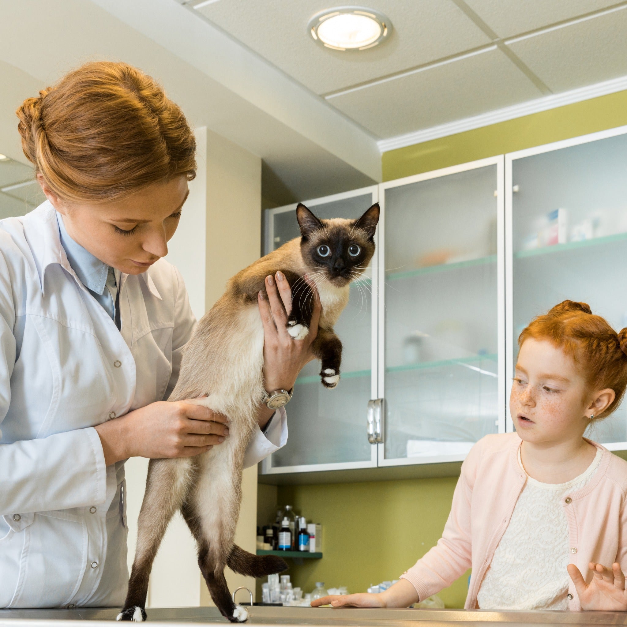 The Big Benefits of Regular Vet Checkups for Cats Happy Little Kitty