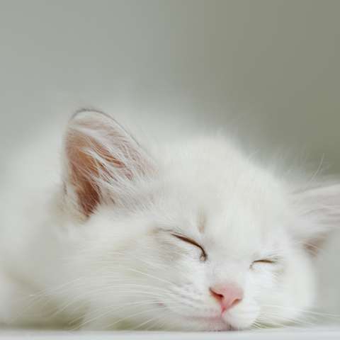 The Feline Sleep Cycle: Why Cats Sleep So Much - Happy Little Kitty