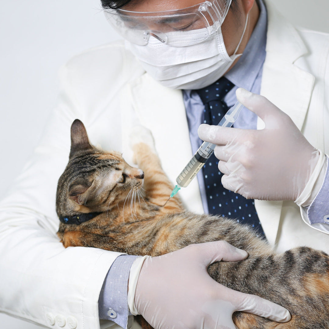 The Importance of Cat Vaccines - Happy Little Kitty