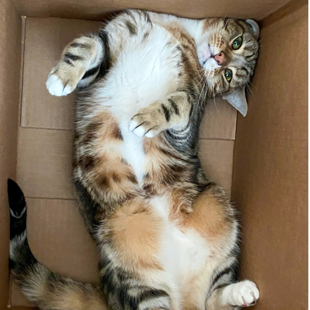 The Mysterious Allure of Boxes for Cats - Happy Little Kitty