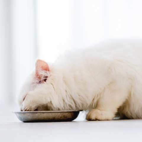 The Pros and Cons of Meal Scheduling for Cats - Happy Little Kitty