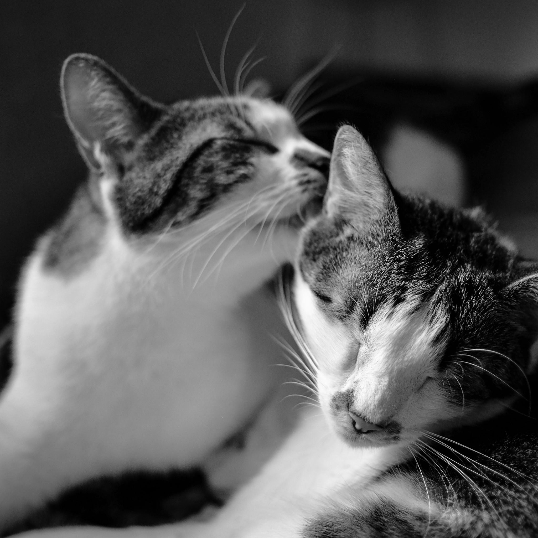 What Do Cats Say To Each Other Happy Little Kitty what-do-cats-say-to-each-other-happy-little-kitty