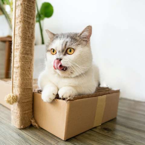 Why Cats Love Boxes – Unraveling the Mystery - Happy Little Kitty