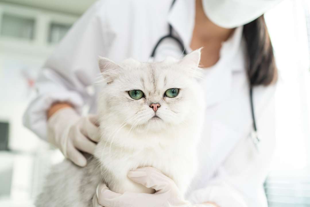 10 Early Warning Signs That Your Cat Is Sick—And What to Do Next - Happy Little Kitty