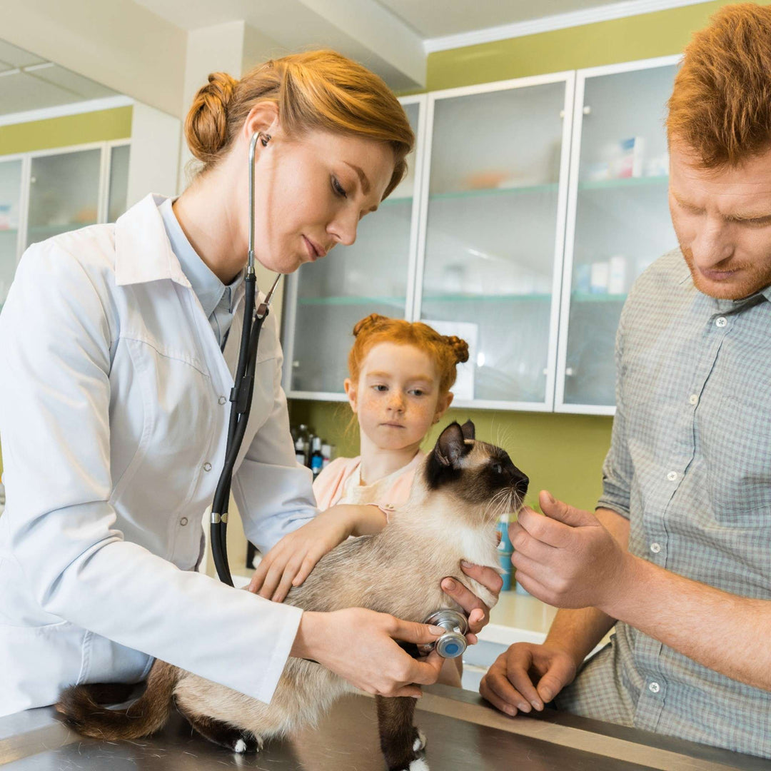 10 Warning Signs Your Cat May Be Sick - Happy Little Kitty