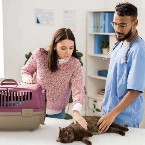 10 Surprisingly Common Signs That Your Cat Might Be Sick - Don't Miss These Warning Signs! - Happy Little Kitty