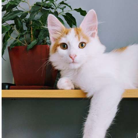 5 Myths About Cats That Need to Be Busted! - Happy Little Kitty