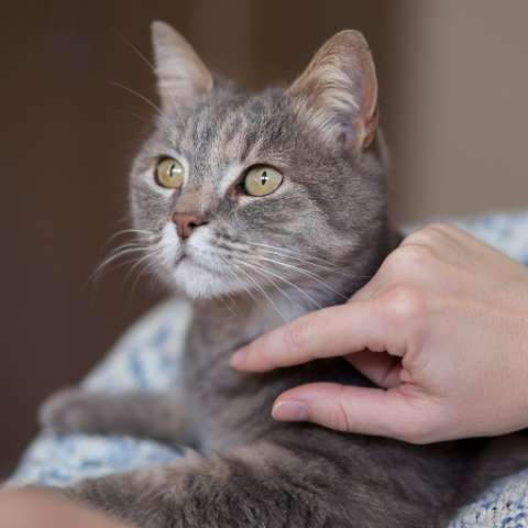 7 Surefire Ways to Keep Your Feline Friend Happy and Healthy - Happy Little Kitty