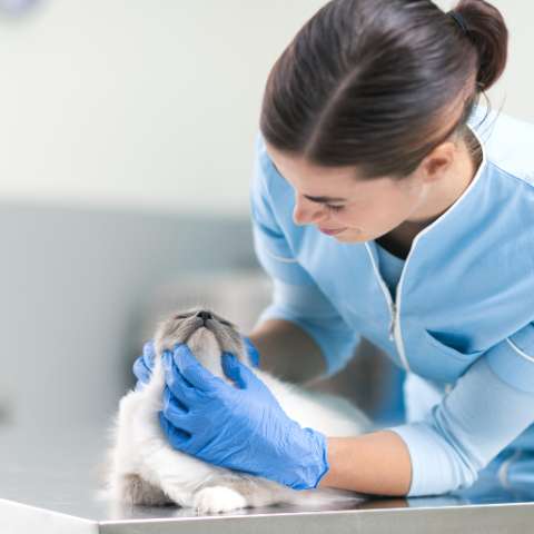 A Beginner's Guide To Cat Dental Care - Happy Little Kitty