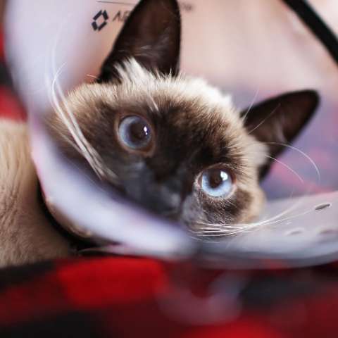 A Comprehensive Guide to Cat Surgery - What Pet Owners Need to Know - Happy Little Kitty