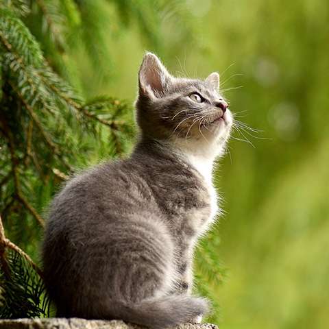 A Guide to Choosing the Purr-fect Cat Litterbox - Happy Little Kitty