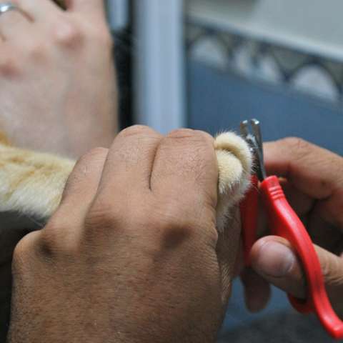 A Purrfect Guide to Trimming Your Cat's Nails - Happy Little Kitty