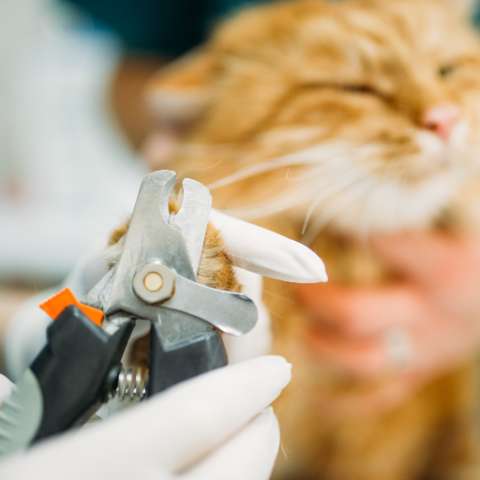 A Step-by-Step Guide to Trimming Your Cat’s Nails - Happy Little Kitty