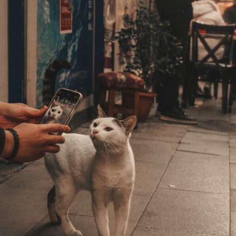 10 Purrfect Gifts for Cat Lovers Who Travel