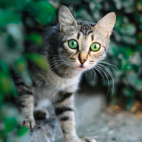 All About Cat Trilling - Happy Little Kitty