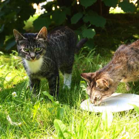 Can Cats Drink Milk? The Answer Might Surprise You! - Happy Little Kitty