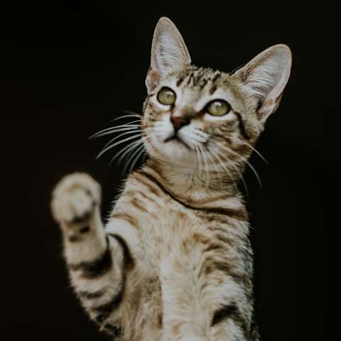 Can Cats Understand What We Say? - Happy Little Kitty