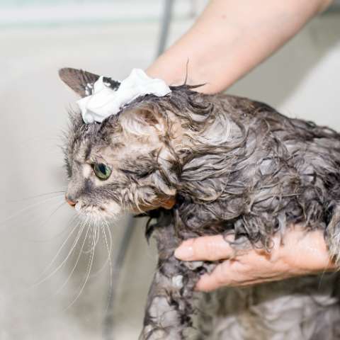 Can I Use Human Shampoo on My Cat? - Happy Little Kitty