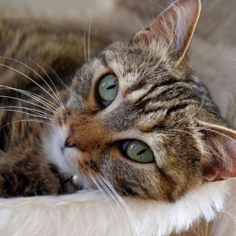Cat Care in an Apartment - Tips for Keeping Your Feline Friend Happy and Healthy - Happy Little Kitty