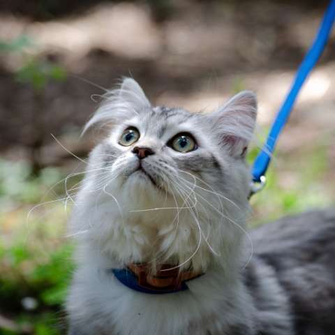 Cat Training 101: How to Get Your Cat Used to Wearing a Harness - Happy Little Kitty