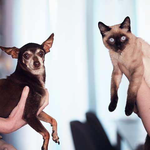 Cat and Dog Relationships — Understanding How Your Pets Interact with Each Other - Happy Little Kitty